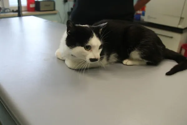 Kot do adopcji, Nowy Dwór Mazowiecki, 11 czerwca 2025 (2/4)