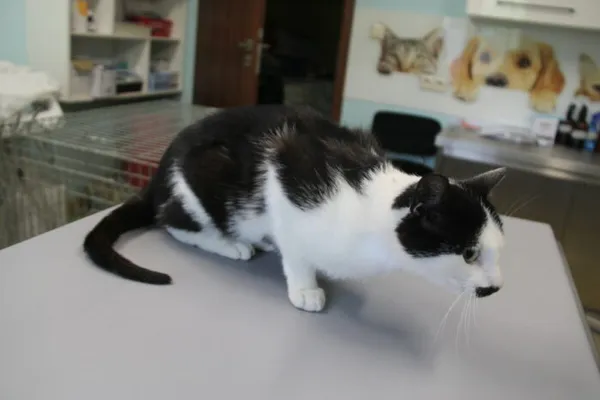 Kot do adopcji, Nowy Dwór Mazowiecki, 11 czerwca 2025 (4/4)