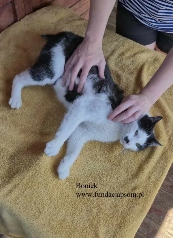 Kot do adopcji, Nowy Dwór Mazowiecki, 11 czerwca 2025 (3/5)