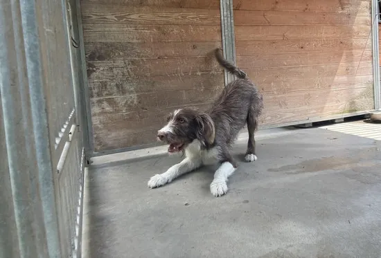 Pies do adopcji, Kraków, 27 maja 2025