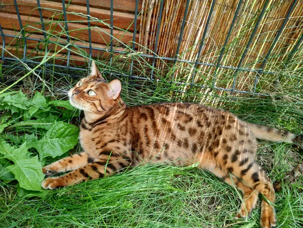 Zaginął kot, Stefanówka, 11 czerwca 2025 (2/2)