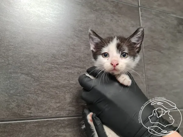 Znaleziono kota, Chełmek, 11 czerwca 2025