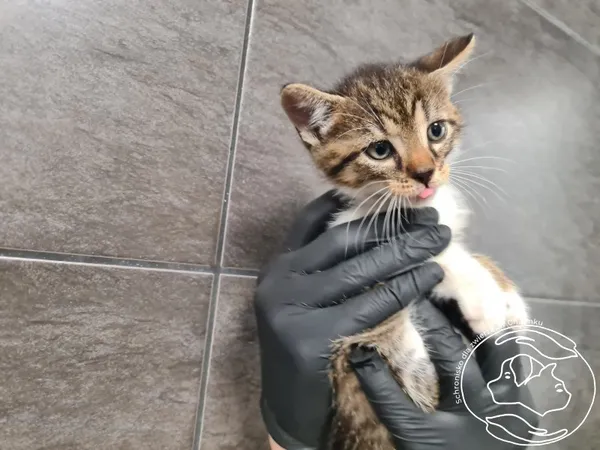 Znaleziono kota, Chełmek, 11 czerwca 2025