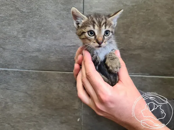 Znaleziono kota, Chełmek, 11 czerwca 2025