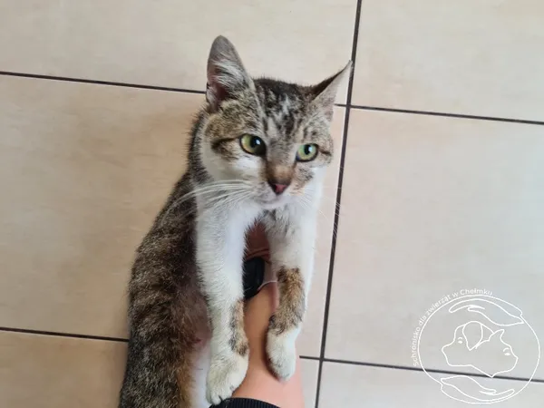 Znaleziono kota, Chełmek, 11 czerwca 2025