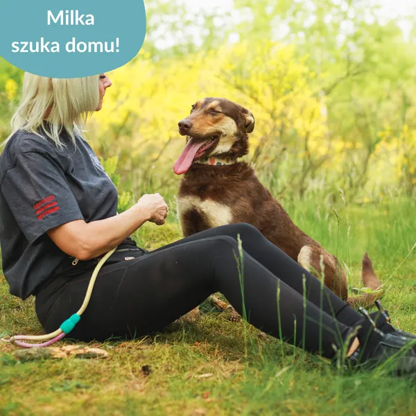 Pies do adopcji, Dąbrówka, 11 czerwca 2025 (2/5)