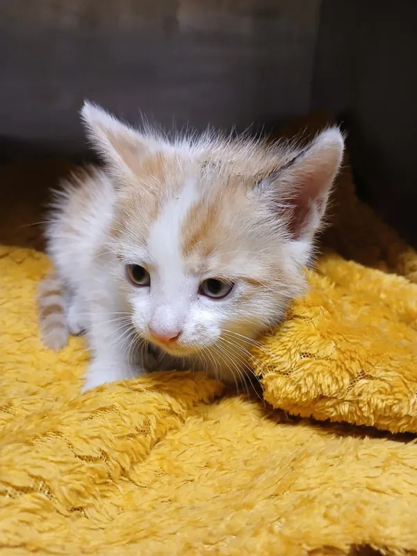 Kot do adopcji, Włocławek, 10 czerwca 2025 (3/5)