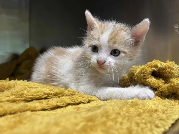 Kot do adopcji, Włocławek, 10 czerwca 2025 (4/5)