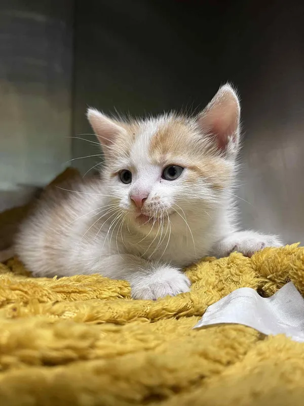 Kot do adopcji, Włocławek, 10 czerwca 2025 (5/5)