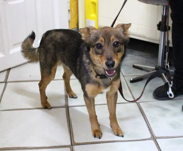 Znaleziono psa, Łódź, 10 czerwca 2025 (1/5)