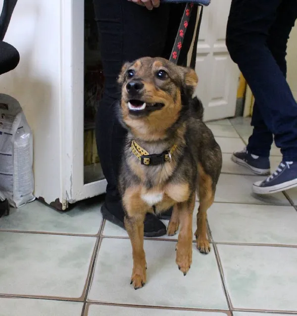 Znaleziono psa, Łódź, 10 czerwca 2025 (2/5)