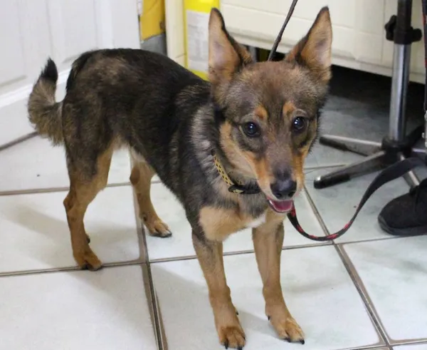 Znaleziono psa, Łódź, 10 czerwca 2025 (3/5)