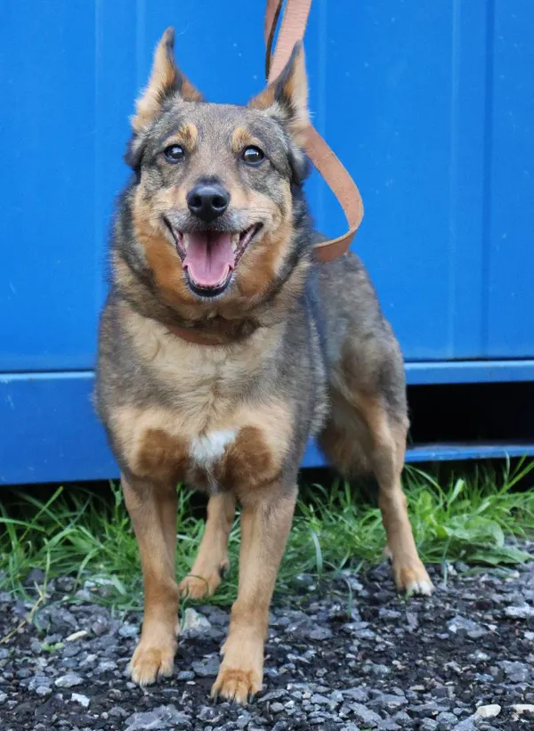 Znaleziono psa, Łódź, 10 czerwca 2025 (4/5)