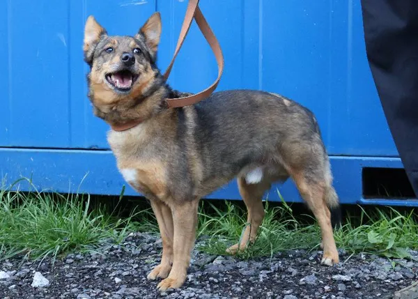 Znaleziono psa, Łódź, 10 czerwca 2025 (5/5)