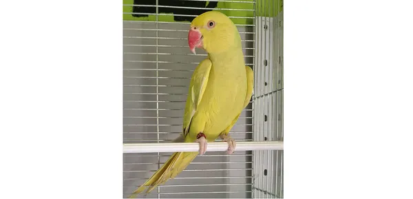 Znaleziono zwierzę, Wrocław, 5 czerwca 2025