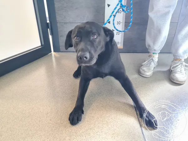 Znaleziono psa, Chełmek, 10 czerwca 2025