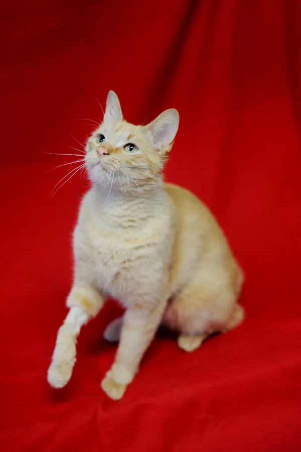 Znaleziono kota, Sosnowiec, 10 czerwca 2025 (3/5)