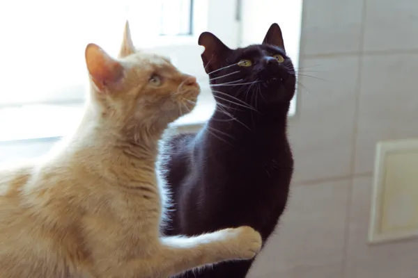 Znaleziono kota, Sosnowiec, 10 czerwca 2025 (5/5)