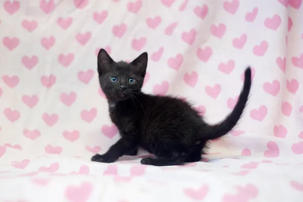 Znaleziono kota, Sosnowiec, 7 czerwca 2025 (1/4)