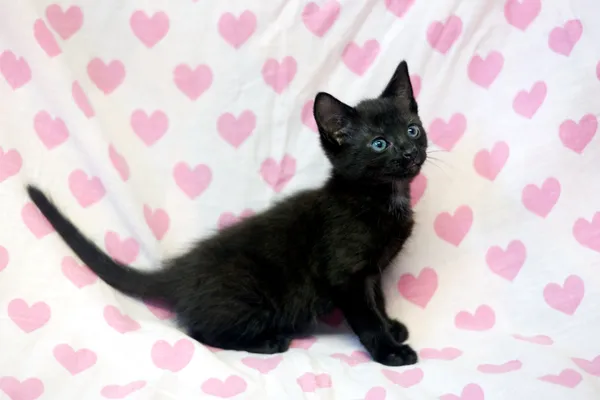 Znaleziono kota, Sosnowiec, 7 czerwca 2025 (3/4)