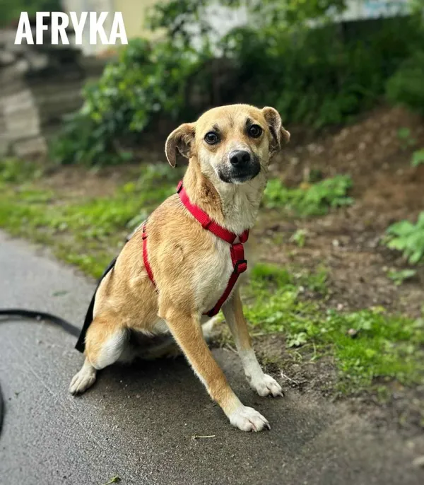 Pies do adopcji, Rytlów, 11 czerwca 2025