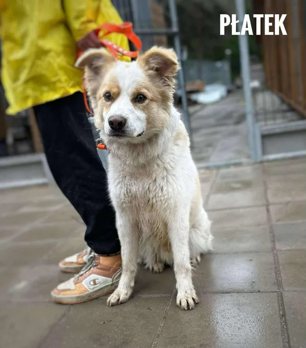 Pies do adopcji, Rytlów, 11 czerwca 2025 (1/2)