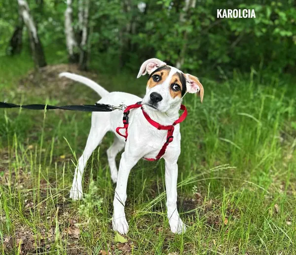 Pies do adopcji, Rytlów, 11 czerwca 2025