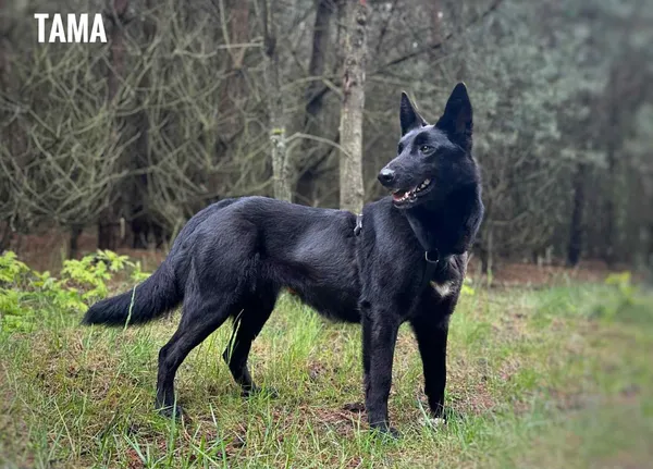 Pies do adopcji, Rytlów, 11 czerwca 2025