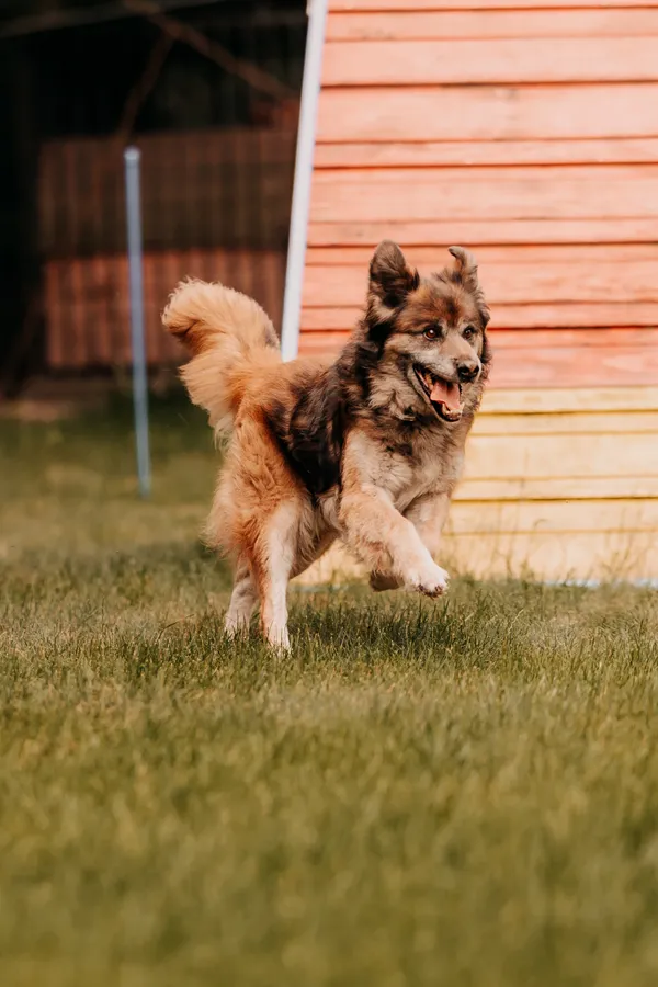 Pies do adopcji, Czartki, 11 czerwca 2025 (2/5)