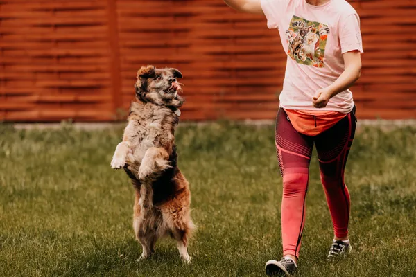 Pies do adopcji, Czartki, 11 czerwca 2025 (3/5)