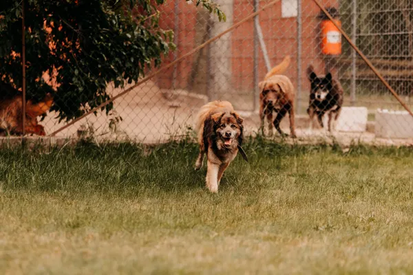 Pies do adopcji, Czartki, 11 czerwca 2025 (4/5)