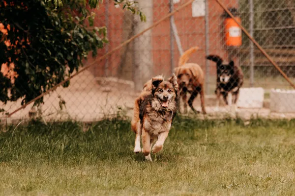 Pies do adopcji, Czartki, 11 czerwca 2025 (5/5)