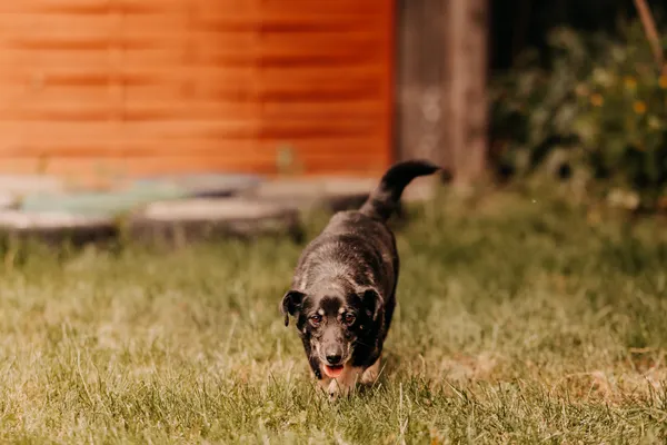 Pies do adopcji, Czartki, 11 czerwca 2025 (1/5)