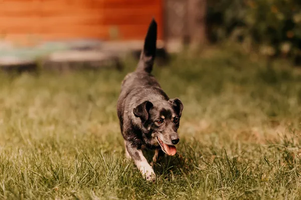 Pies do adopcji, Czartki, 11 czerwca 2025 (2/5)