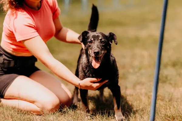 Pies do adopcji, Czartki, 11 czerwca 2025 (5/5)