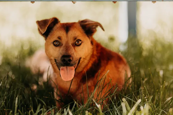 Pies do adopcji, Czartki, 11 czerwca 2025 (1/5)