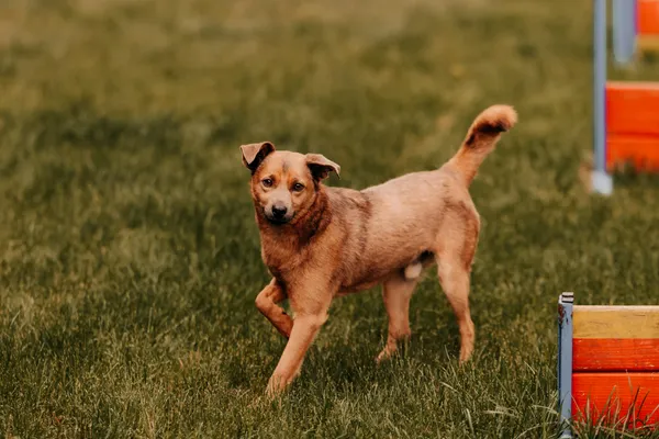 Pies do adopcji, Czartki, 11 czerwca 2025 (4/5)