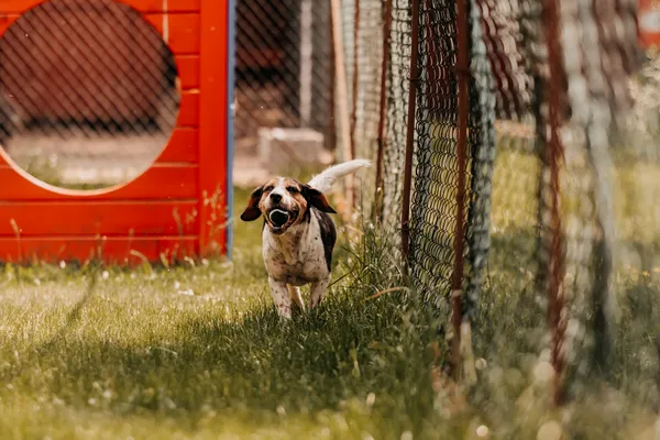 Pies do adopcji, Czartki, 11 czerwca 2025 (5/5)