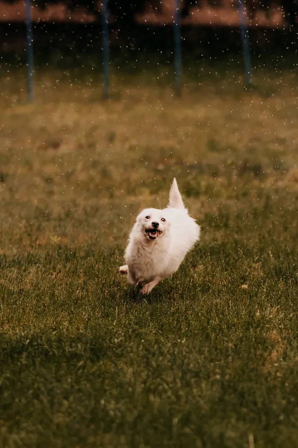 Pies do adopcji, Czartki, 11 czerwca 2025 (1/5)