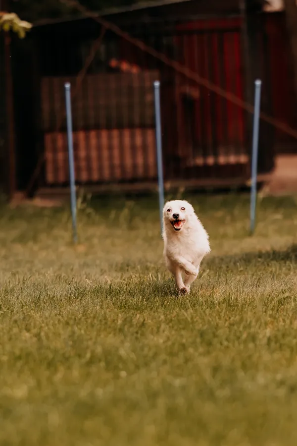 Pies do adopcji, Czartki, 11 czerwca 2025 (2/5)