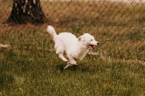 Pies do adopcji, Czartki, 11 czerwca 2025 (3/5)