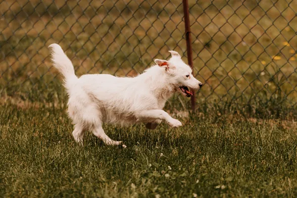 Pies do adopcji, Czartki, 11 czerwca 2025 (4/5)