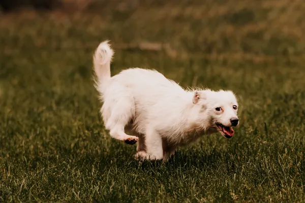 Pies do adopcji, Czartki, 11 czerwca 2025 (5/5)