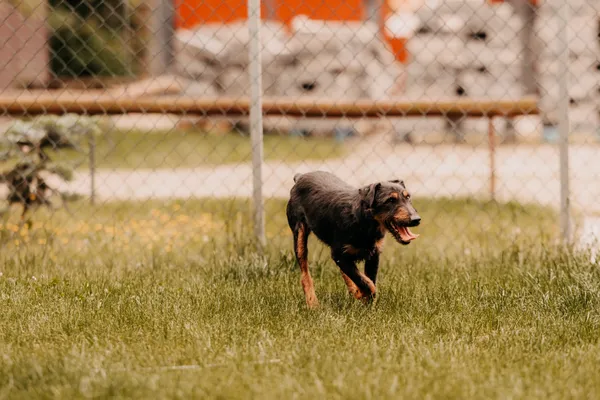 Pies do adopcji, Czartki, 11 czerwca 2025 (3/5)