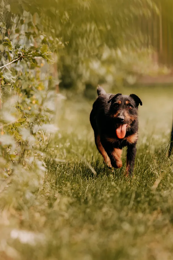 Pies do adopcji, Czartki, 11 czerwca 2025 (4/5)