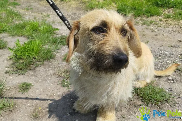 Znaleziono psa, Racławice, 8 czerwca 2025 (2/5)