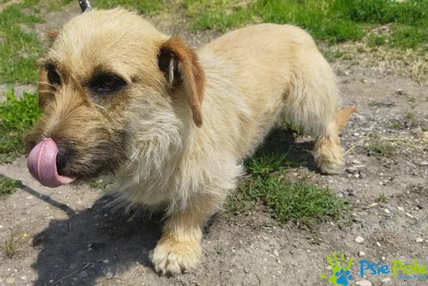 Znaleziono psa, Racławice, 8 czerwca 2025 (4/5)