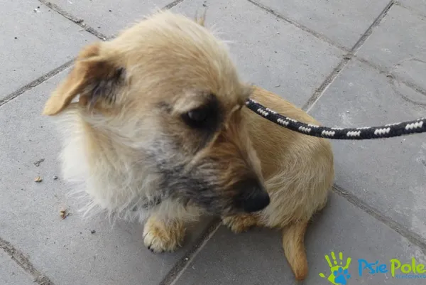 Znaleziono psa, Racławice, 8 czerwca 2025 (5/5)