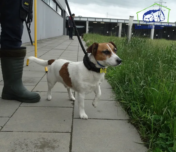 Pies do adopcji, Szczecin, 11 czerwca 2025