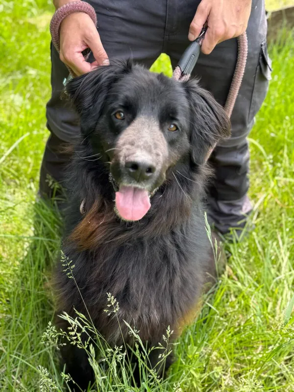 Pies do adopcji, Jelenia Góra, 2 czerwca 2025 (1/5)